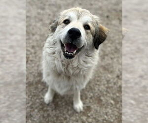 Juno - Female Great Pyrenees-Unknown Mix Dog for Adoption - Photo #3