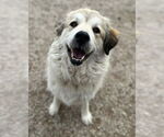 Small Photo #3 Great Pyrenees-Unknown Mix Puppy For Sale in Dallas, TX, USA