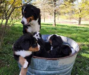 Mother of the Bernese Mountain Dog puppies born on 04/02/2022