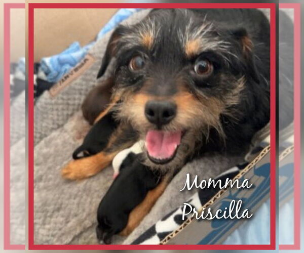 Medium Photo #1 Chihuahua-Unknown Mix Puppy For Sale in Evansville, IN, USA