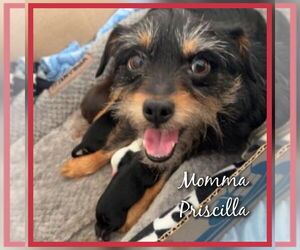 Chihuahua-Unknown Mix Dogs for adoption in Evansville, IN, USA