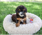 Small #4 Bernedoodle (Miniature)-Saint Berdoodle Mix