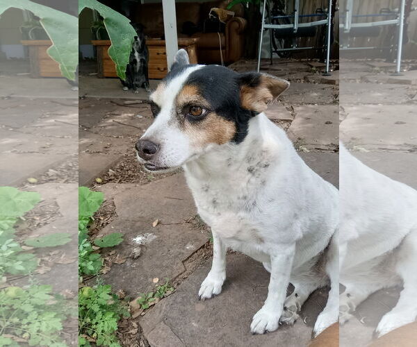 Medium Photo #2 Jack Russell Terrier-Unknown Mix Puppy For Sale in Fort Collins, CO, USA