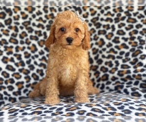 Cavapoo-Poodle (Miniature) Mix Puppy for sale in LAKELAND, FL, USA