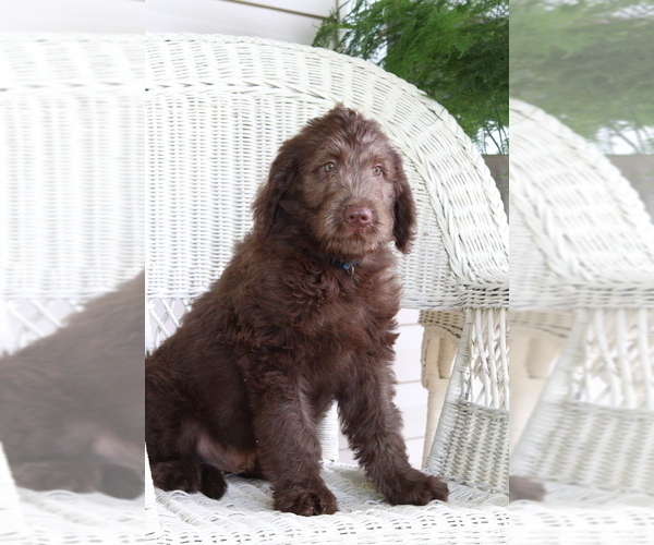 Medium Photo #4 Labradoodle Puppy For Sale in ROARING SPRING, PA, USA