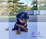 Small #1 Yorkshire Terrier