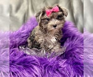 Morkie Puppy for sale in RIPLEY, MS, USA