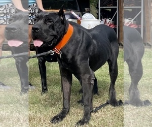Father of the Cane Corso puppies born on 10/05/2022