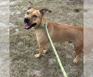 Black Mouth Cur-Bulldog Mix Dogs for adoption in Tarrytown, GA, USA