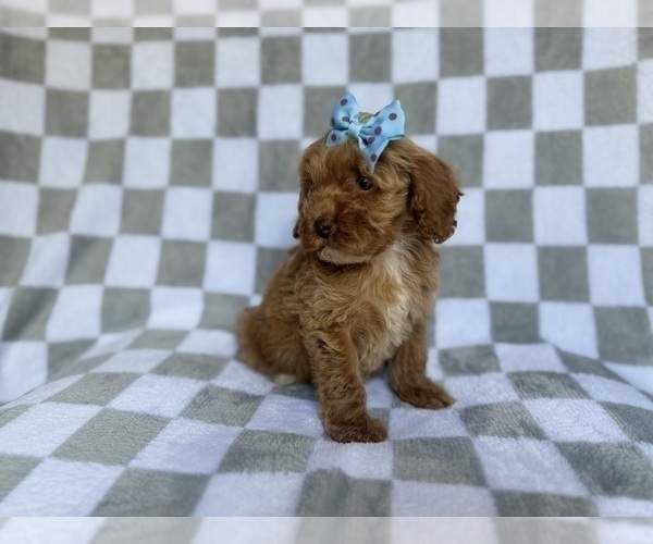 Medium Photo #4 Cockapoo (Miniature) Puppy For Sale in LAKELAND, FL, USA