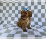 Small #3 Cockapoo (Miniature)