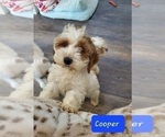 Small Photo #7 Cockapoo Puppy For Sale in GOSHEN, IN, USA