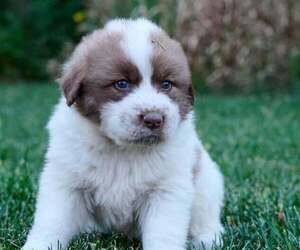 Great Pyrenees Puppy for sale in BOONE, IA, USA
