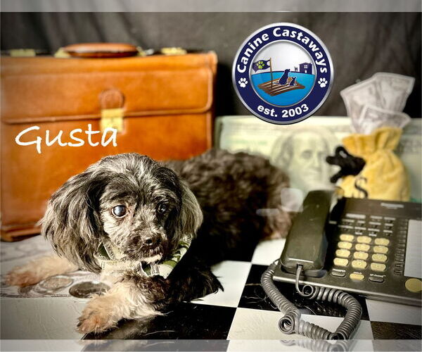 Medium Photo #4 Maltipoo Puppy For Sale in Arcadia, FL, USA