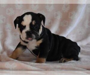 English Bulldog Puppy for sale in MARSHFIELD, MO, USA