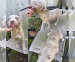 Puppy Rose American Bully