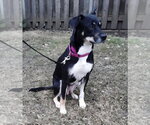 Small #9 Labrador Retriever Mix