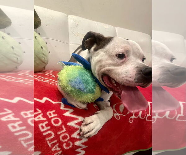 Medium Photo #4 American Staffordshire Terrier-Boxer Mix Puppy For Sale in San Juan Capistrano, CA, USA