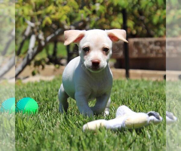 Medium Photo #3 Chihuahua-Unknown Mix Puppy For Sale in San Diego, CA, USA