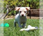 Small #2 Chihuahua Mix