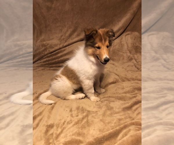 Medium Photo #5 Collie Puppy For Sale in ODESSA, TX, USA