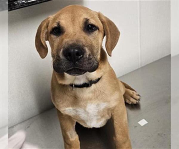 Medium Photo #1 Bullmastiff-Unknown Mix Puppy For Sale in Bakersfield, CA, USA