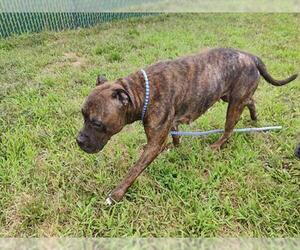 American Pit Bull Terrier Dogs for adoption in Springfield, MA, USA