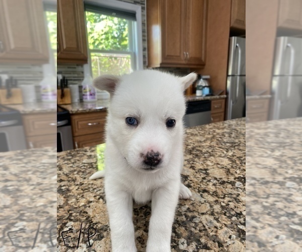 Medium Photo #1 Siberian Husky Puppy For Sale in SELDEN, NY, USA