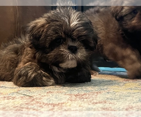 Medium Photo #1 Shih Tzu Puppy For Sale in NEW BOSTON, TX, USA