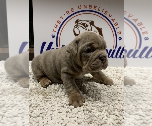 Medium Photo #9 Bulldog Puppy For Sale in CENTERVILLE, OH, USA