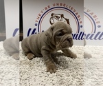 Small Photo #9 Bulldog Puppy For Sale in CENTERVILLE, OH, USA