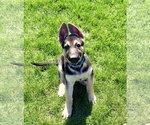 Small #2 German Shepherd Dog