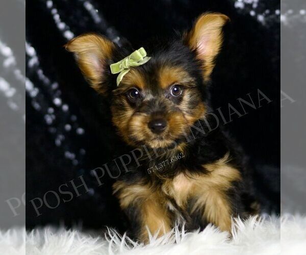 Medium Photo #1 Yorkshire Terrier Puppy For Sale in WARSAW, IN, USA