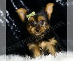 Puppy Woody Yorkshire Terrier