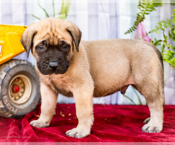 Medium Photo #8 Mastiff Puppy For Sale in WAKARUSA, IN, USA