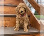 Puppy 6 Poodle (Standard)