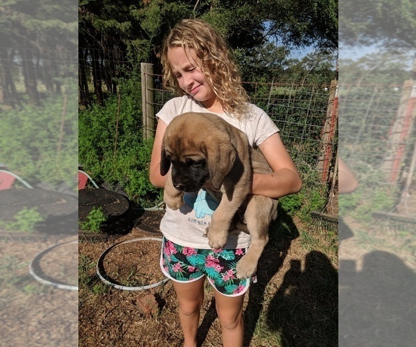 Medium Photo #1 Mastiff Puppy For Sale in ANTHONY, KS, USA
