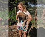 Small Photo #1 Mastiff Puppy For Sale in ANTHONY, KS, USA