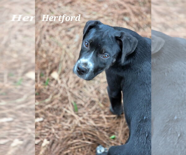 Medium Photo #2 Boxer-Unknown Mix Puppy For Sale in Canton, CT, USA