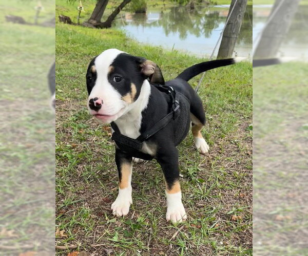 Medium Photo #5 Bulldog-Unknown Mix Puppy For Sale in Tarrytown, GA, USA