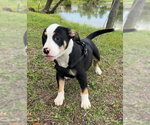Small #4 Bulldog Mix