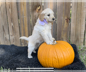 Goldendoodle Puppy for sale in LUFKIN, TX, USA