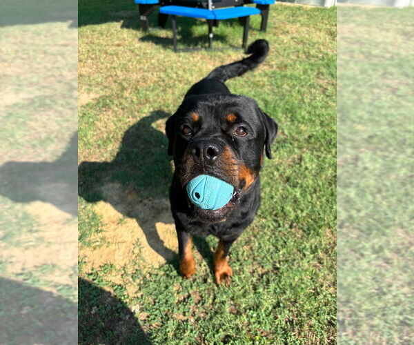 Medium Photo #8 Rottweiler Puppy For Sale in White Hall, AR, USA