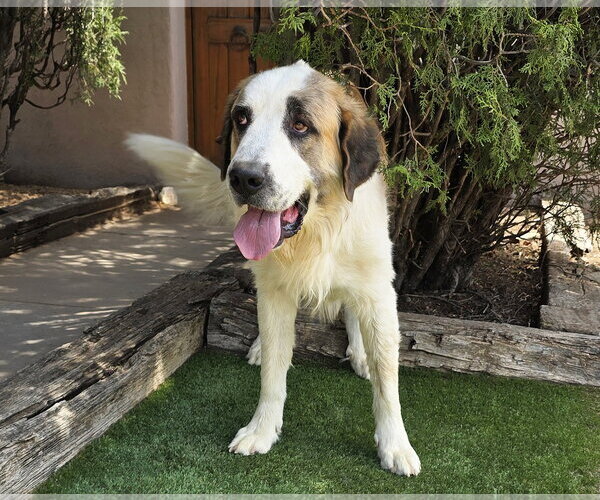 Medium Photo #4 Saint Bernard Puppy For Sale in Albuquerque, NM, USA