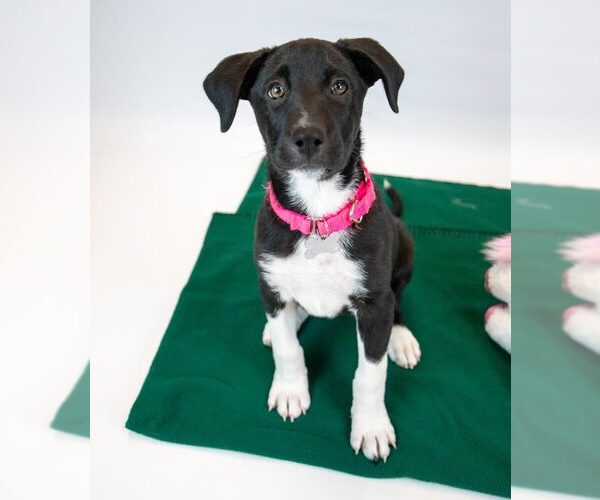 Medium Photo #6 Labrador Retriever-Unknown Mix Puppy For Sale in Kennesaw, GA, USA