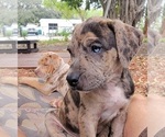 Small Photo #14 Catahoula Bulldog Puppy For Sale in MIAMI BEACH, FL, USA