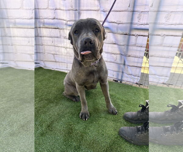 Medium Photo #7 Mutt Puppy For Sale in Goodyear, AZ, USA