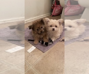 Pooranian Puppy for sale in MORENO VALLEY, CA, USA