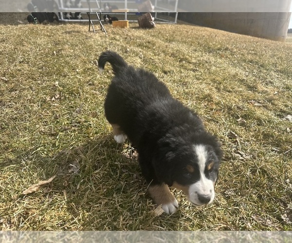 Medium Photo #8 Bernese Mountain Dog Puppy For Sale in ATHENS, WI, USA