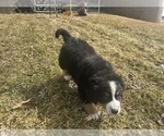 Small #6 Bernese Mountain Dog